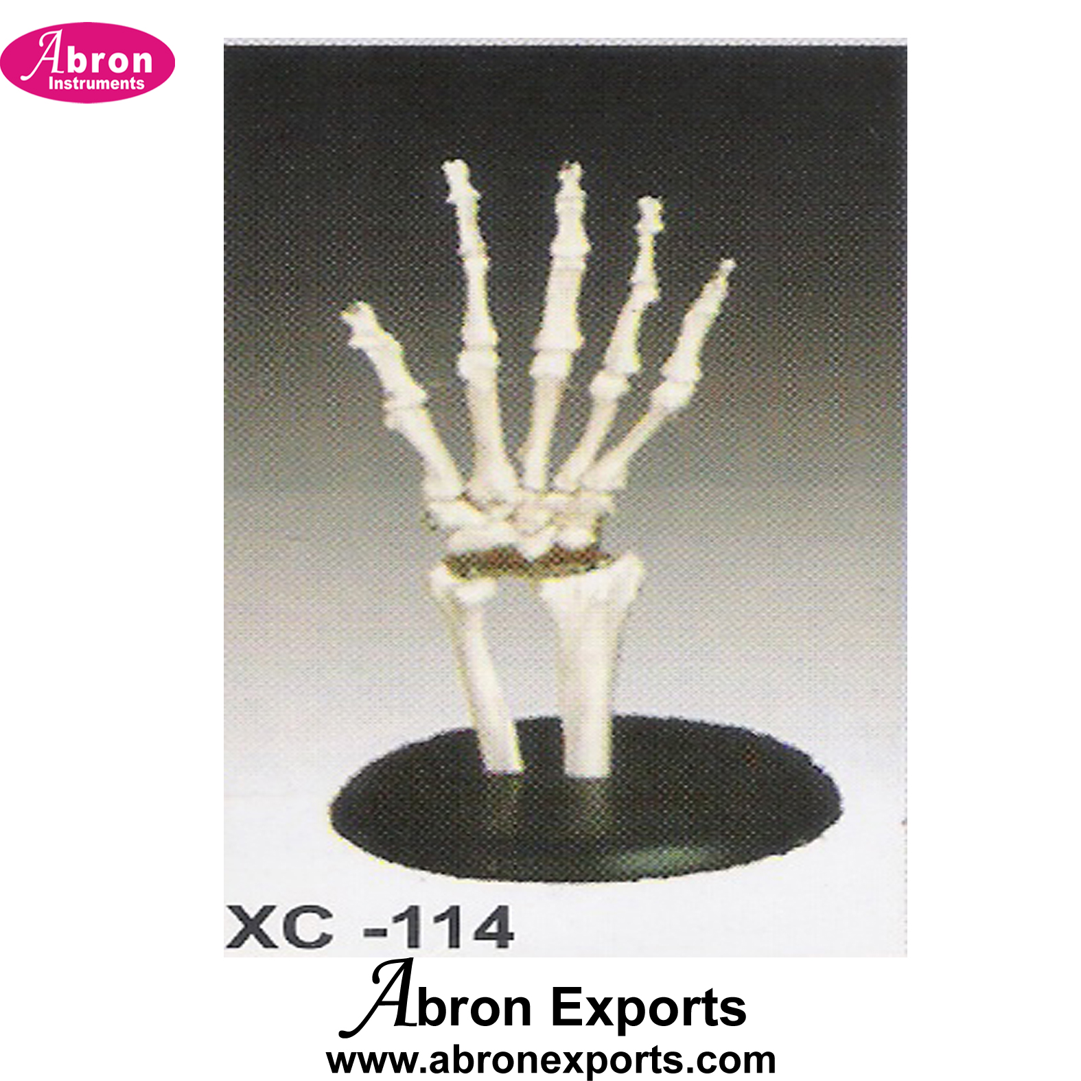 Model Human Hand Joint Life size Human Model Nursing and Medical Model abron XC-114